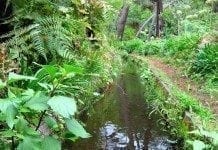 Levada dos Prazeres – Wandern auf der Eukalyptus Levada Levada Prazeres-Calheta