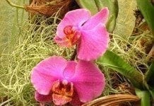 Pregetter’s Orchideengarten „Jardim Orquídea“ in Funchal