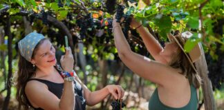 Weinfest auf Madeira