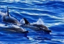 Whalewatching auf Madeira – Wale und Delfine beobachten Delfine beim Whalewatching auf Madeira