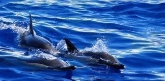 Whalewatching auf Madeira – Wale und Delfine beobachten Delfine beim Whalewatching auf Madeira