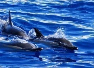 Whalewatching auf Madeira – Wale und Delfine beobachten Delfine beim Whalewatching auf Madeira