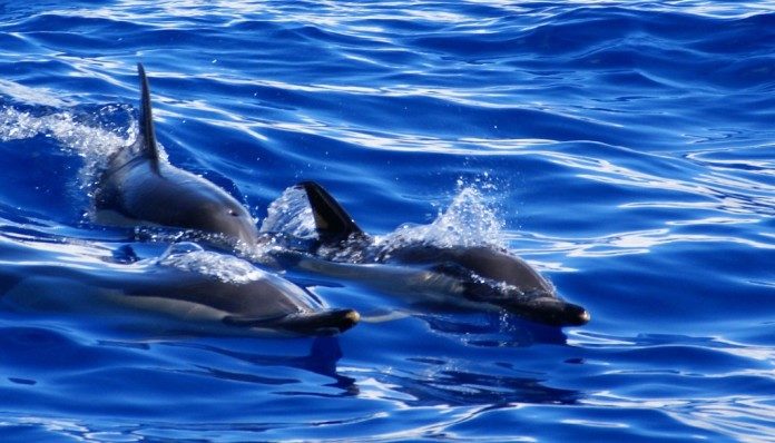 Delfine beim Whalewatching auf Madeira