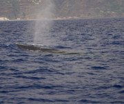 Wal vor Madeira
